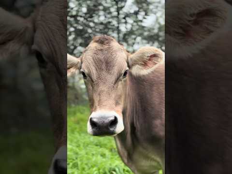 Cotacachi - Imbabura 🇪🇨