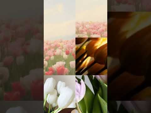 comment your flower🥰🥰🥰