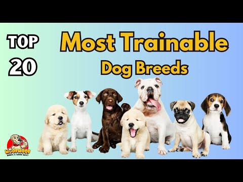 Getting A Dog : Which Dog Breeds Are Easiest To Train | Top 20 Dog Breeds Around the World