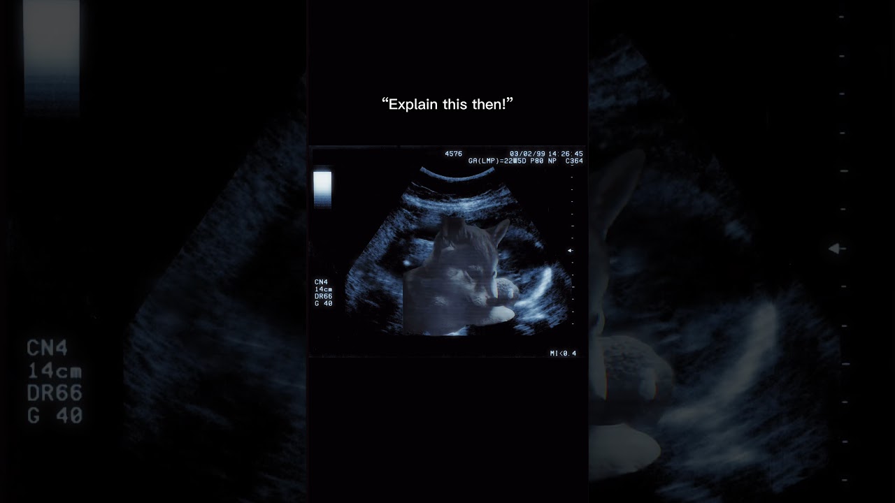 The evidence is undeniable 🐾 🔬 Sora is my daughter 🥰 #theshibedoge #shiba