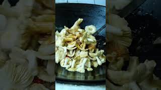 Khám phá những vùng nấm hoang dã | Explore wild mushroom habitats. 