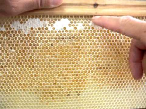 蜜蝋について詳しく解説