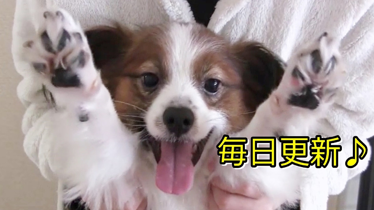 犬に飼われていない管理人 のライブ配信