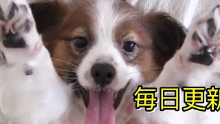 犬に飼われていない管理人 のライブ配信