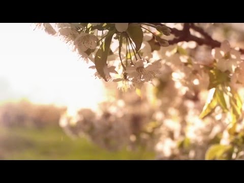 HAVASI — Tavaszi szél | Kultúrák Hídja szimfónia (Hivatalos videó)