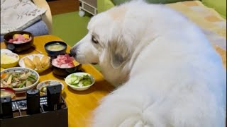ドレミの歌グレートピレニーズ がライブ配信中!6月24日はドレミの日!!!