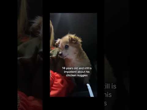 The Most Hilariously Cute Dog#funnydogs#cute#doglover#FunnyCuteDog#AdorablePuppy#FunnyCuteDog