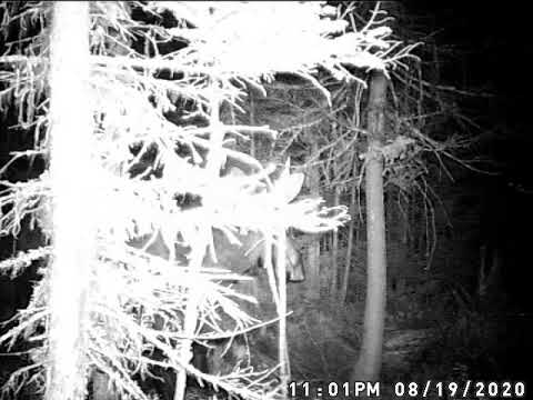 New Brunswick Moose Cow August 19th 2020 1101 PM