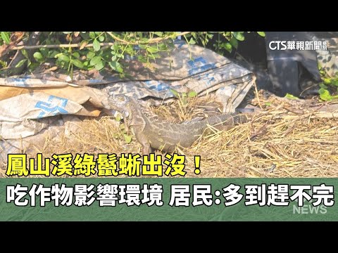 鳳山溪綠鬣蜥出沒！吃作物影響環境　居民：多到趕不完