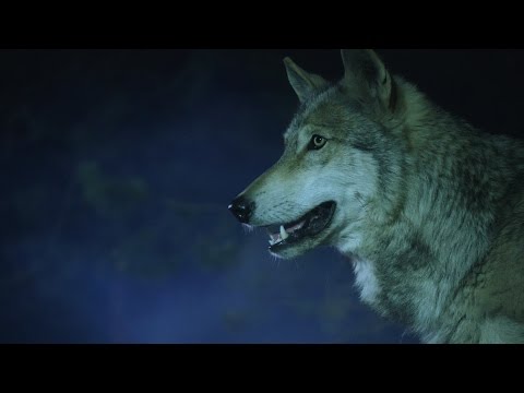 Dark Country - Sign of the Dog