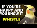 If You Re Happy And You Know It Whistle Cockatiel Singing Bird Whistling Practice Parrot Training