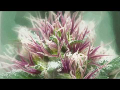 Alter Echo & E3 ft Tenor Youthman 'Mary Jane'