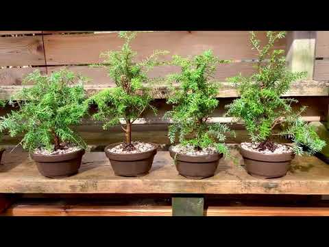 Western Hemlock Bonsai