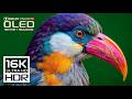 Absolutely Stunning Nature OLED 16K HDR 120FPS Dolby Vision 8K 4K Video TV