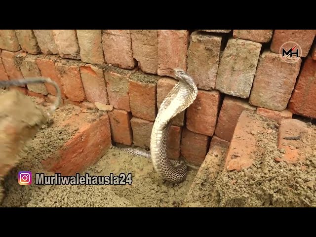Where was the 25 year old serpent hiding by giving so many eggs, how was it rescued. 😱 Cobra Egg