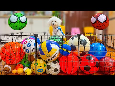 Best of Learn Colors & Sports Balls Names Compilation with Cute Dog Reactions 🐶🎳⚽🏀
