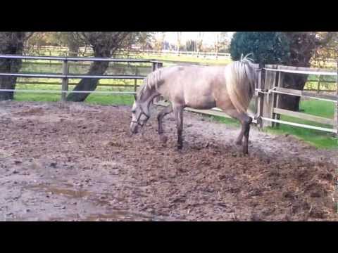 Daughter AJA JUSTIFIED