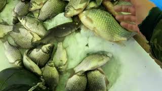 Что сегодня клюет в курганской области