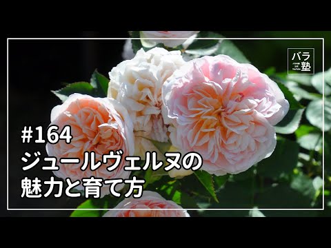 園芸 バルフォアバルサム