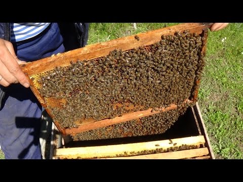 Основы пчеловодства - приусадебное и профи видение