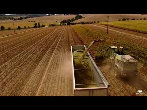 Mais Ernte 2019 in Donndorf