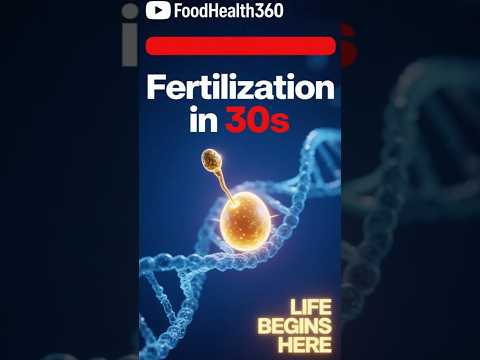 Fertilization in 30 Seconds | 3D Medical Animation