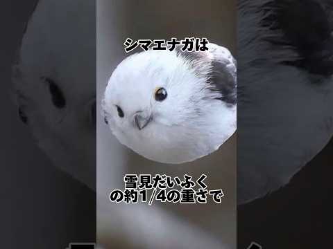 IUCN分類における絶滅の危険性を示す図。