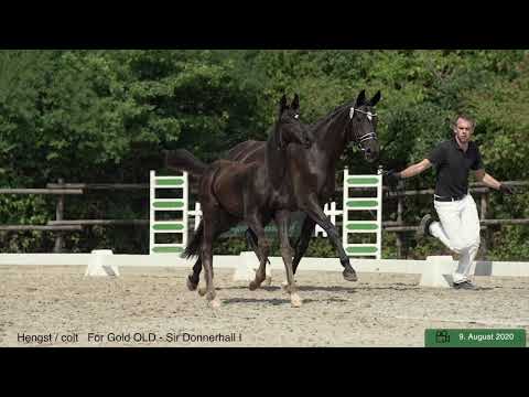 Hengstfohlen von For Gold / Sir Donnerhall / Florestan / Donnerhall