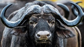 The Beautiful Habitants Of The Zambezi River! |  Zambezi: Force Of Life | Wild Things