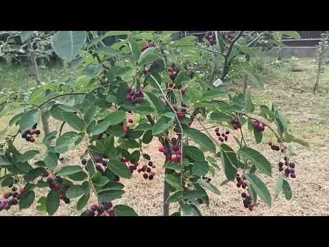 amelanchier alnifolia - afinul canadian