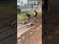 Xmaxx Vs Kraton Drag Race Between 2 Big RC Trucks