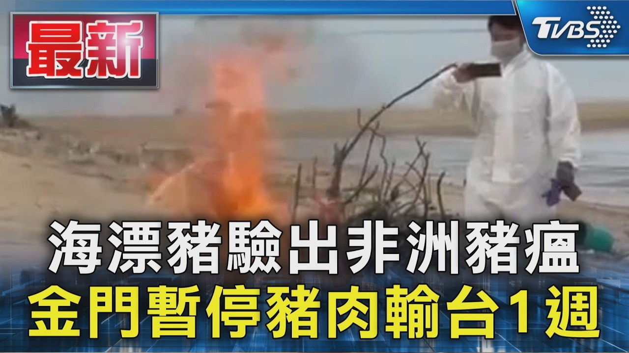 海漂豬驗出非洲豬瘟 金門暫停豬肉輸台1週｜TVBS新聞 @TVBSNEWS01