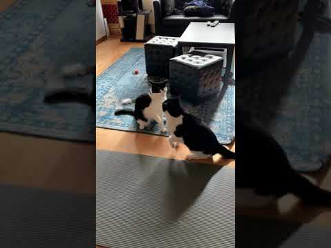 Two brother cats fight for dominance