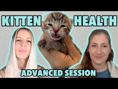 Advanced Kitten Care: Assessing & Stabilizing Sick Kittens