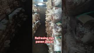 Download lagu refreshing mushroom harvest mp3