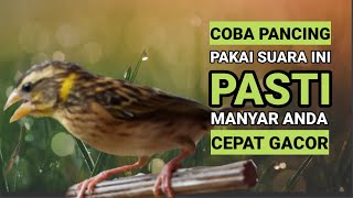 Download lagu coba pancingan manyar yang ini pasti cepat respon dan cepat gacor #manyar #manyargacor #burungmanyar mp3