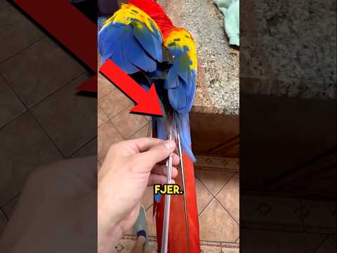 🤔 Dette Vidste Du Ikke Om Fugle! 🐦