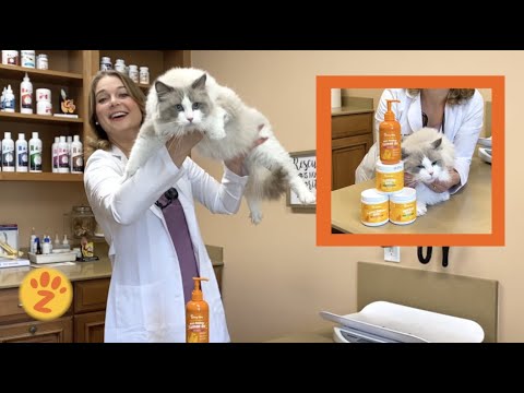 Supplements for your cat! + Keep your cat Healthy | Zesty Paws products