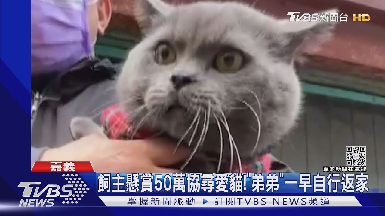 飼主懸賞50萬現金協尋愛貓! 「弟弟」一早自行返家