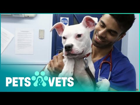 Neglected Staffie Is Rescued By The RSPCA | Animal Rescue School | Pets & Vets