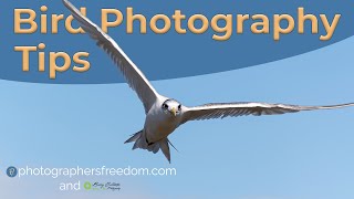 Bird Photography Tips - Osprey Photography Part 2