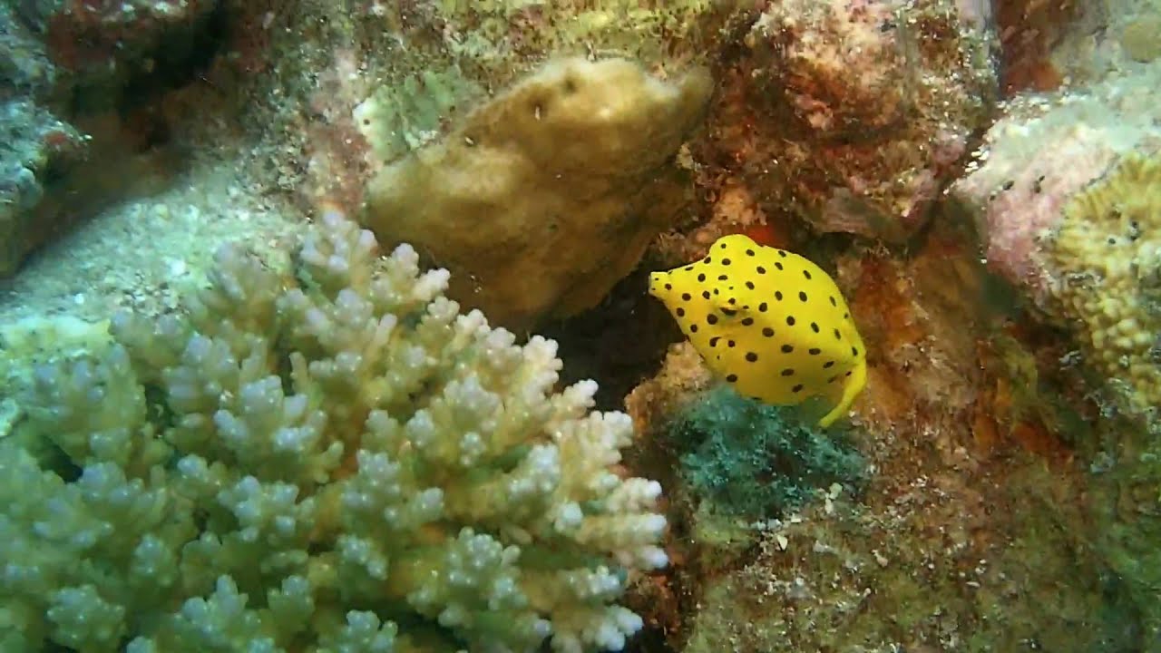 The yellow boxfish is much more agile than it looks.