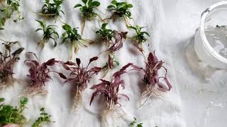 Aquatic Plant Tissue Cultures - A Brief Overview of Preparing & Growing Buce & Pink Cryptocoryne