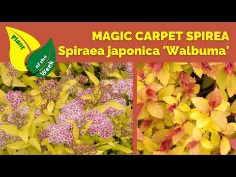 MAGIC CARPET SPIREA | Spiraea japonica 'Walbuma'