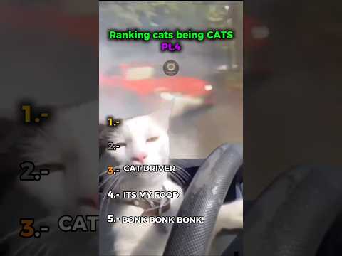 ¡¡Ranking the MOST FUNNNY AND CUTE CATS!! pt.4 #cat #funny #pets