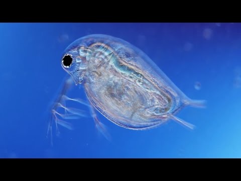 What’s Living on Your Skin? | WebMD