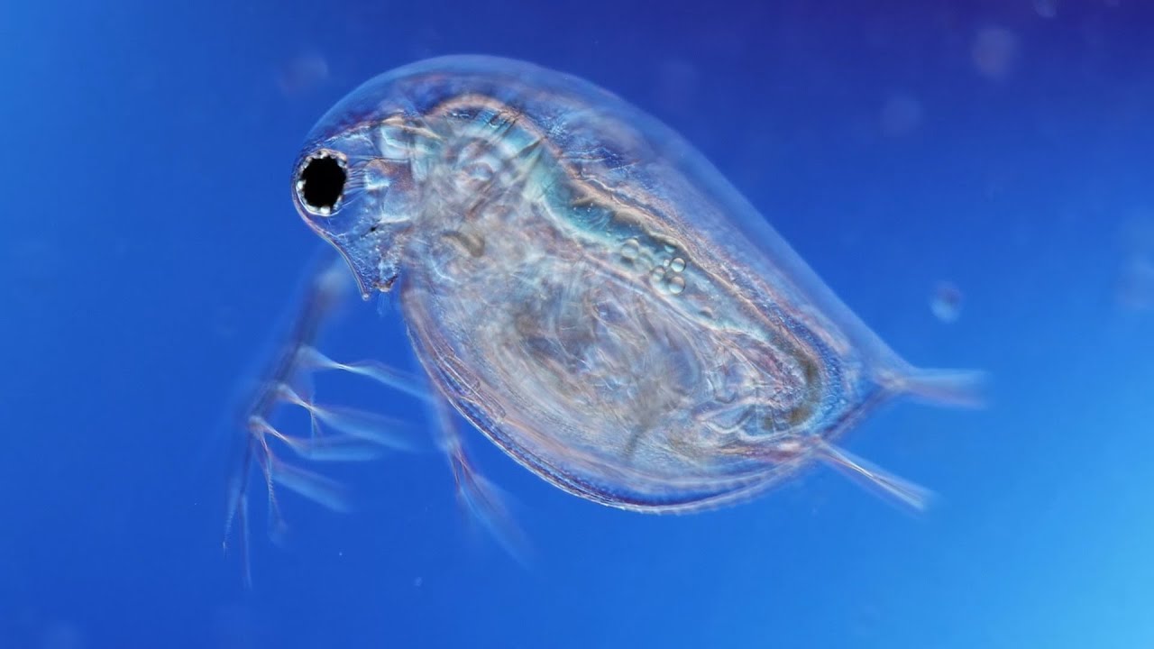 What’s Living on Your Skin? | WebMD