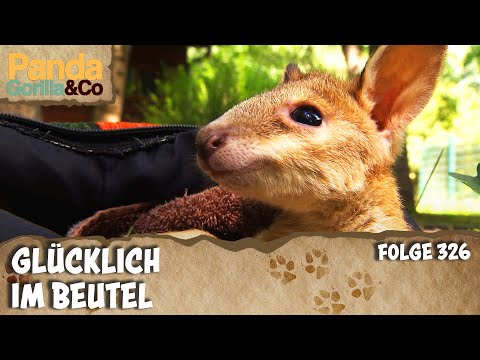 Flink-Wallaby Jungtier Monti das Flaschenkind | Panda, Gorilla & Co.