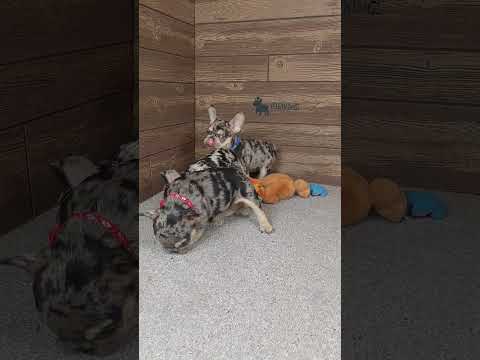 Video 5