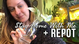 LIVE! Earth Day Hang Out! Potting Up Propagations